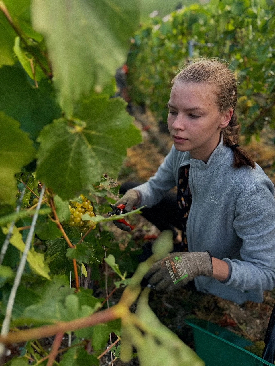 Jeune vendangeuse coupant une grappe de raisin blanc dans les vignes
